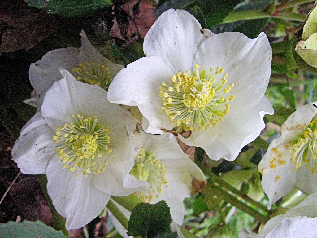 The Legend of the Christmas Rose